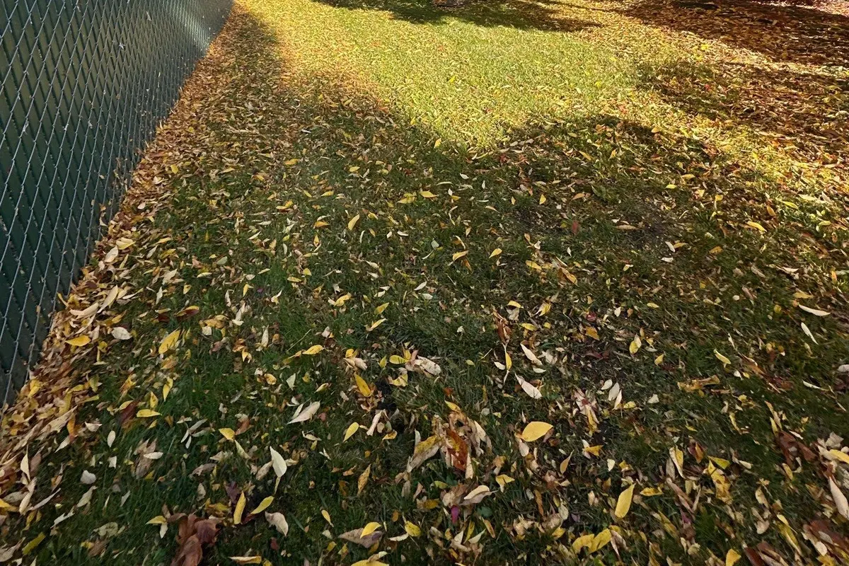 Fallen yellow leaves scattered across a lawn along a fence line
