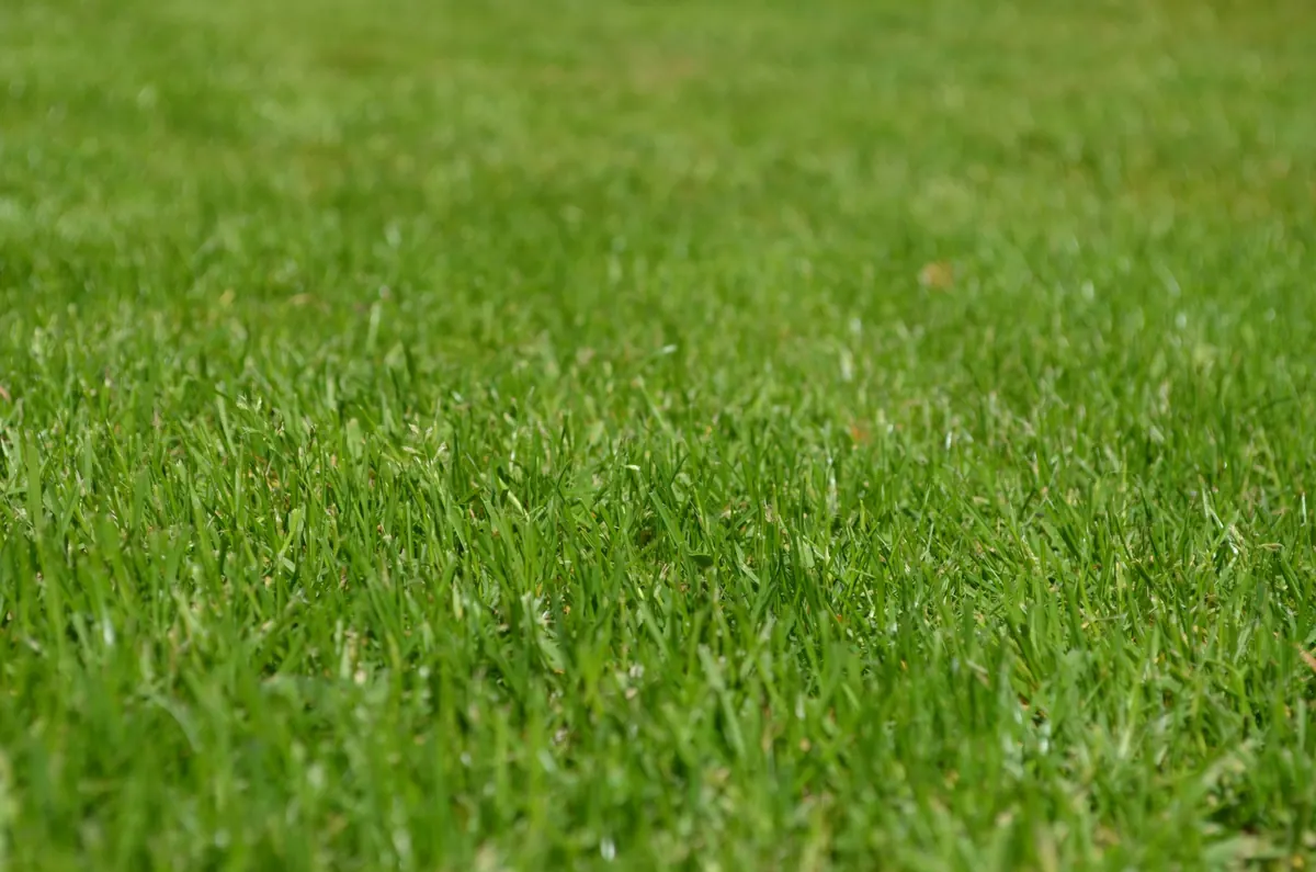 A perfect lawn with no weeds or moss!