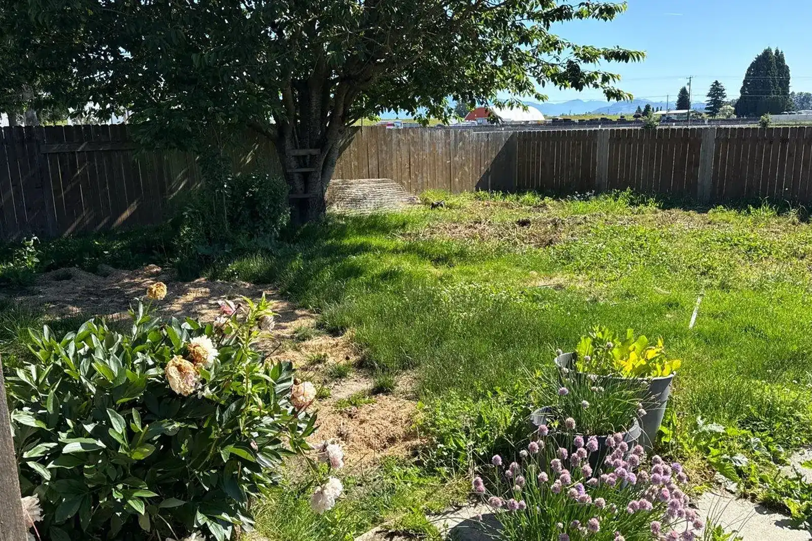 A backyard before service: patchy, weedy lawn and overgrown beds