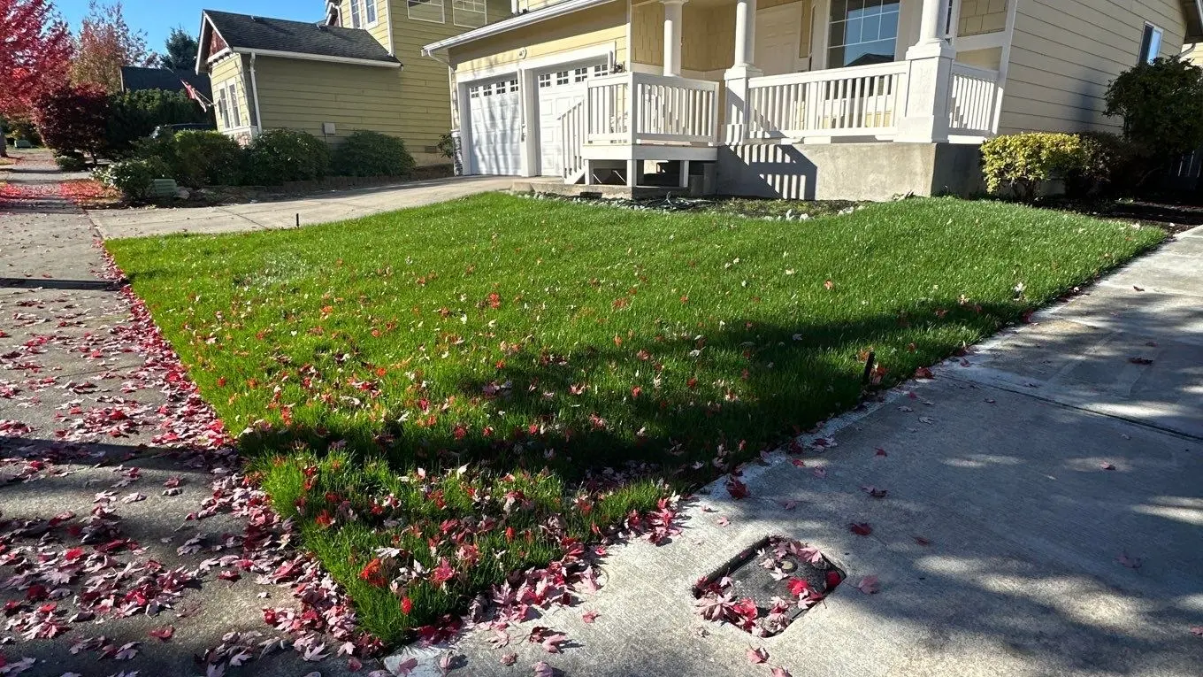 A freshly mowed front lawn with red maple leaves scattered across the grass and the sidewalk, in front of a two-story house on a sunny fall day