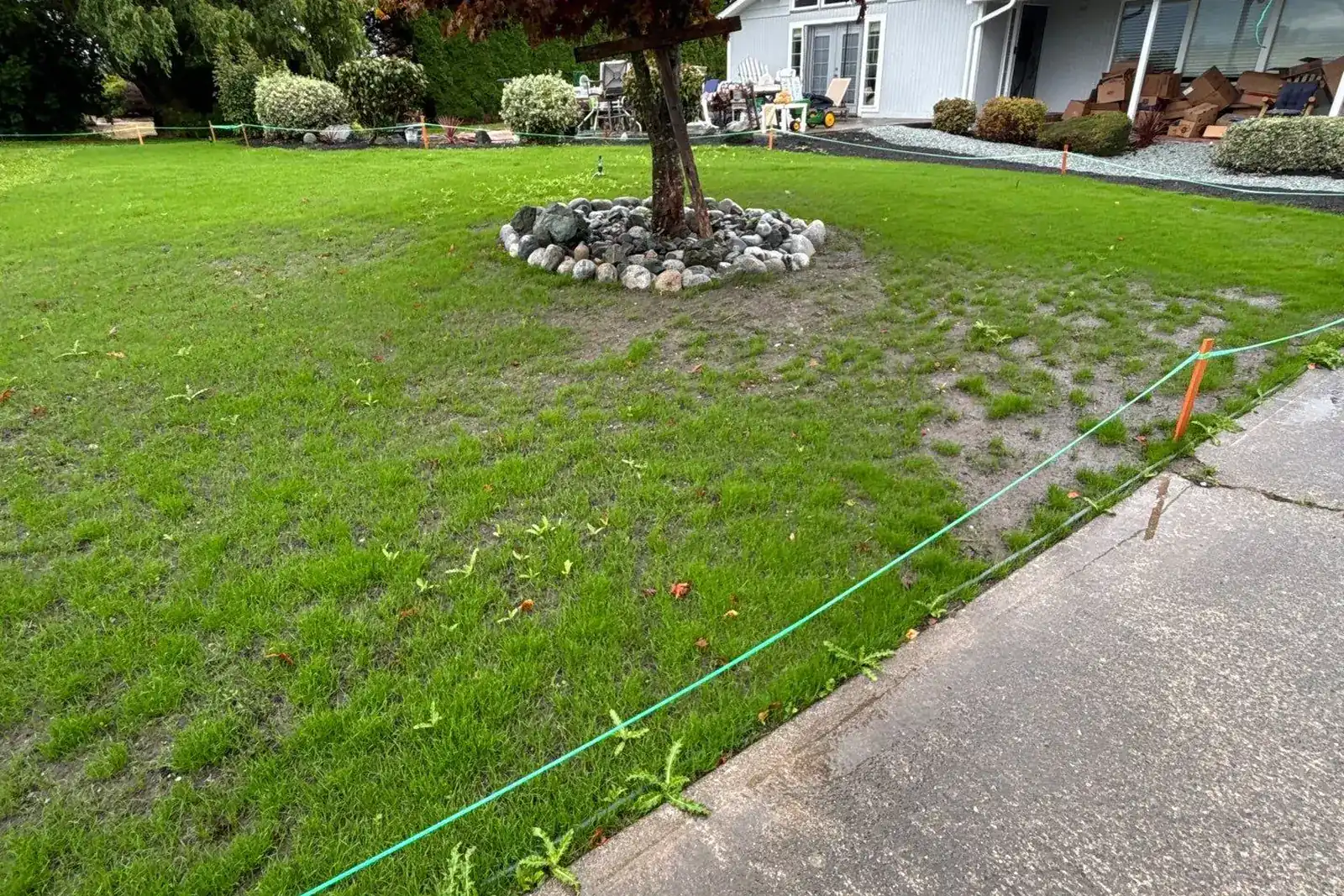 A front lawn newly overseeded and growing back in